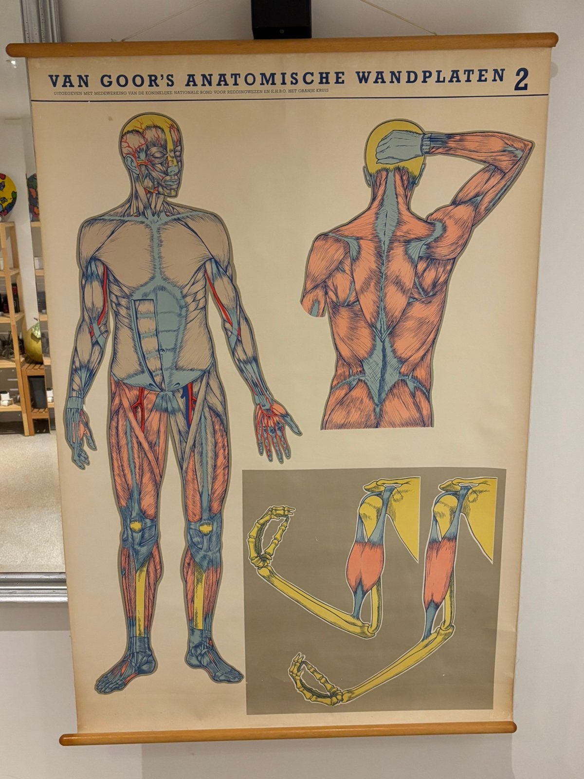 Anatomische Wandpllaat, Antiek en Kunst, Ophalen of Verzenden, Natuur en Biologie