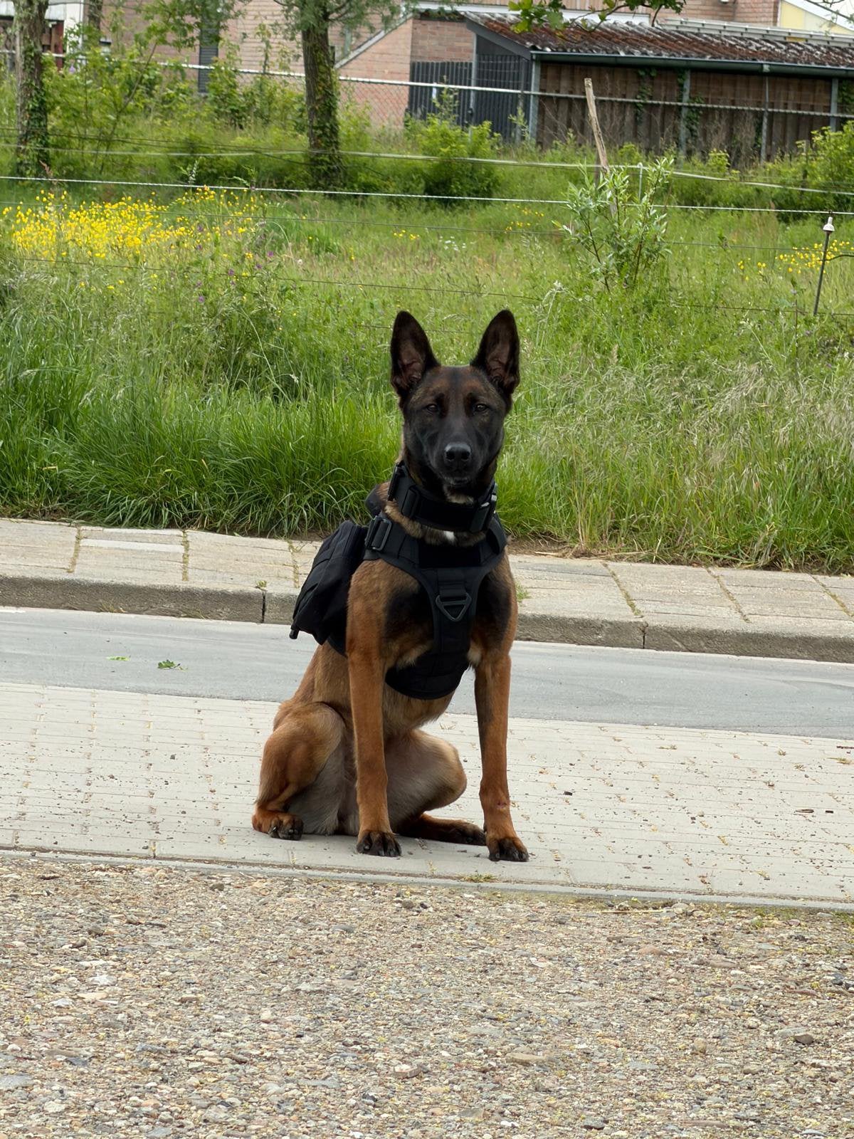 Getrainde Mechelse Herder, Dieren en Toebehoren, België, Particulier, Teef, Eén hond