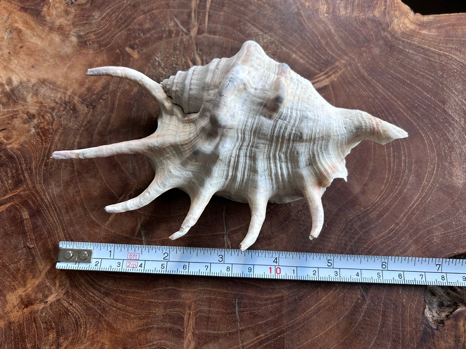 Grote natuurlijke zeeschelp schelp, Ophalen of Verzenden, Zo goed als nieuw