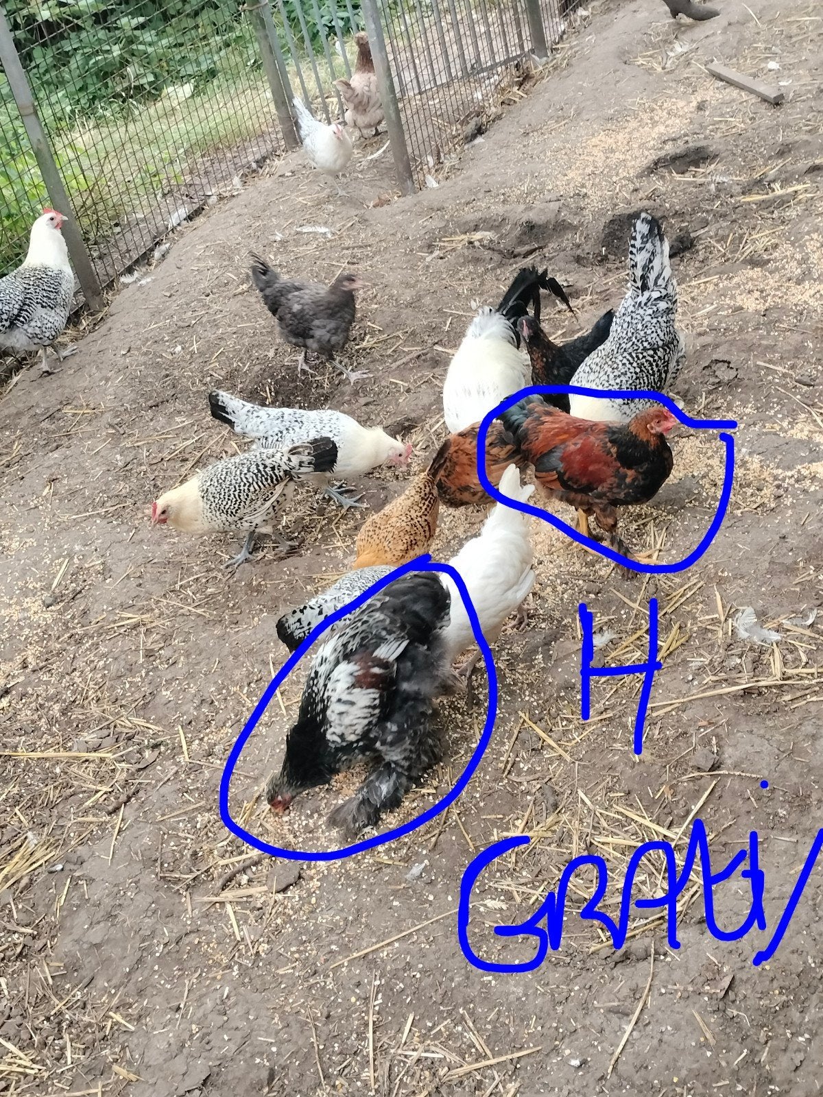 Diverse hennen (en gratis hanen) te koop, Dieren en Toebehoren, Meerdere dieren, Kip
