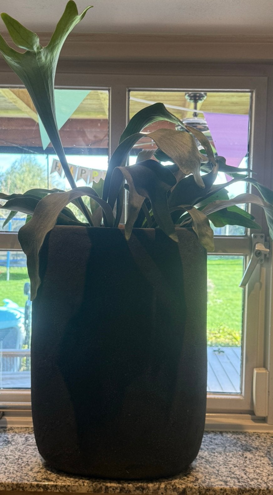 2 mooie grote bloempotten met hertshoorns, Ophalen, 40 cm of meer, Binnen, Zo goed als nieuw