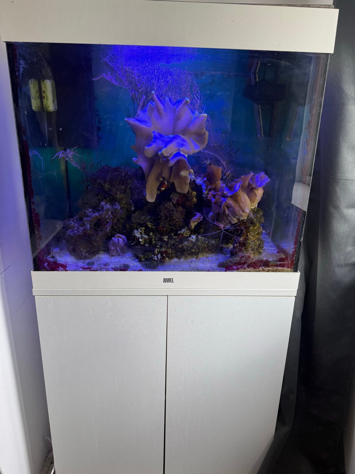 Compleet zeeaquarium met, filter, licht, kast en vissen, Ophalen, Gevuld zeewateraquarium, Gebruikt, Verwarming