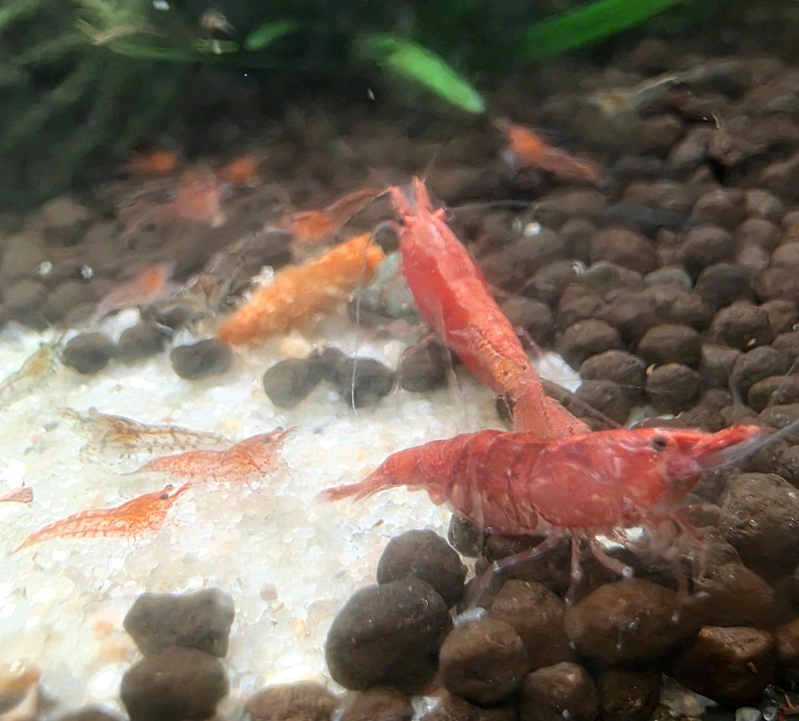 Neocaridina Davidi Sakura Red  Garnaal, Kreeft, Krab of Garnaal