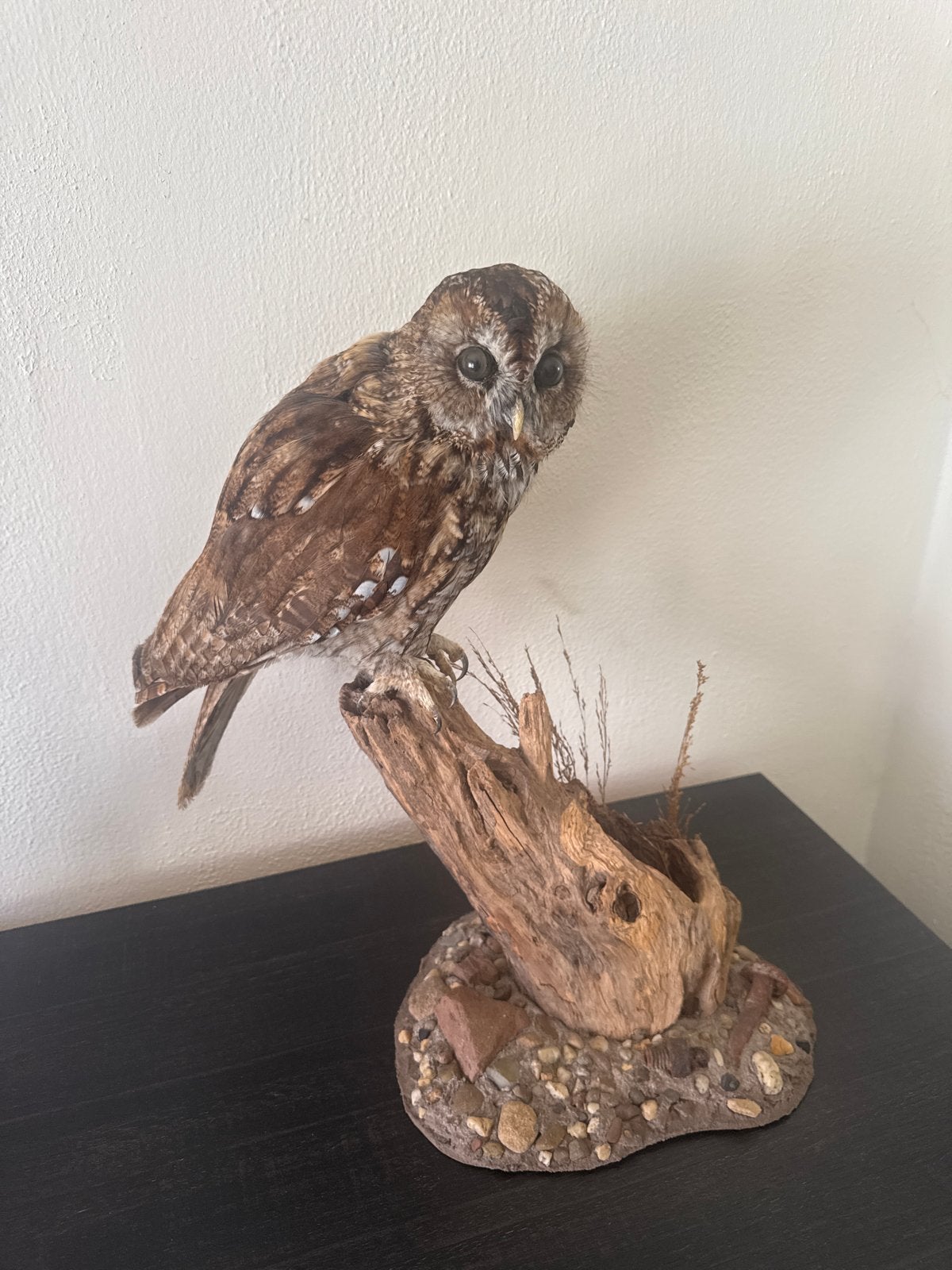 Prachtig opgezette bosuil op een natuurlijke stronk, Ophalen of Verzenden, Gebruikt