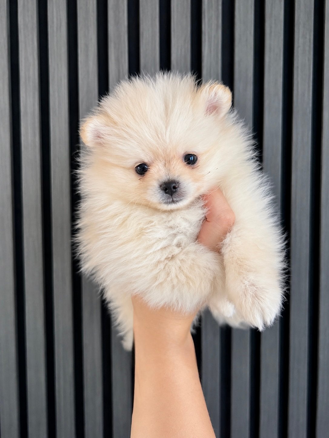 3 pomeriaan teefjes, Dieren en Toebehoren, Keeshond, CDV (hondenziekte), 8 tot 15 weken, Meerdere