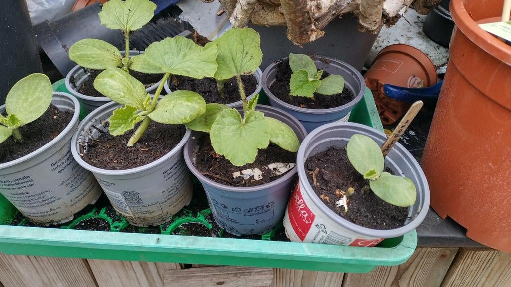 Kleine oranje pompoen planten
1,20 per stuk, Ophalen, Eenjarig, Groenteplanten, Volle zon