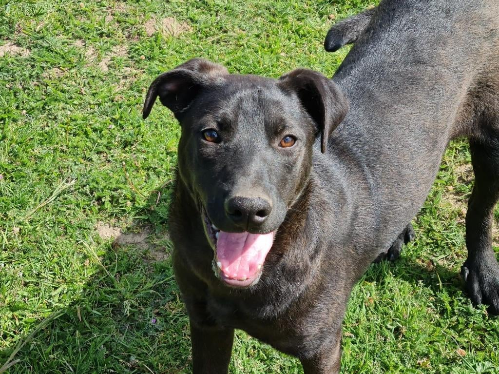 Michael een slimme, vrolijke jonge hond (is in NL), Dieren en Toebehoren, Honden | Niet-rashonden, Particulier, Reu, 1 tot 2 jaar