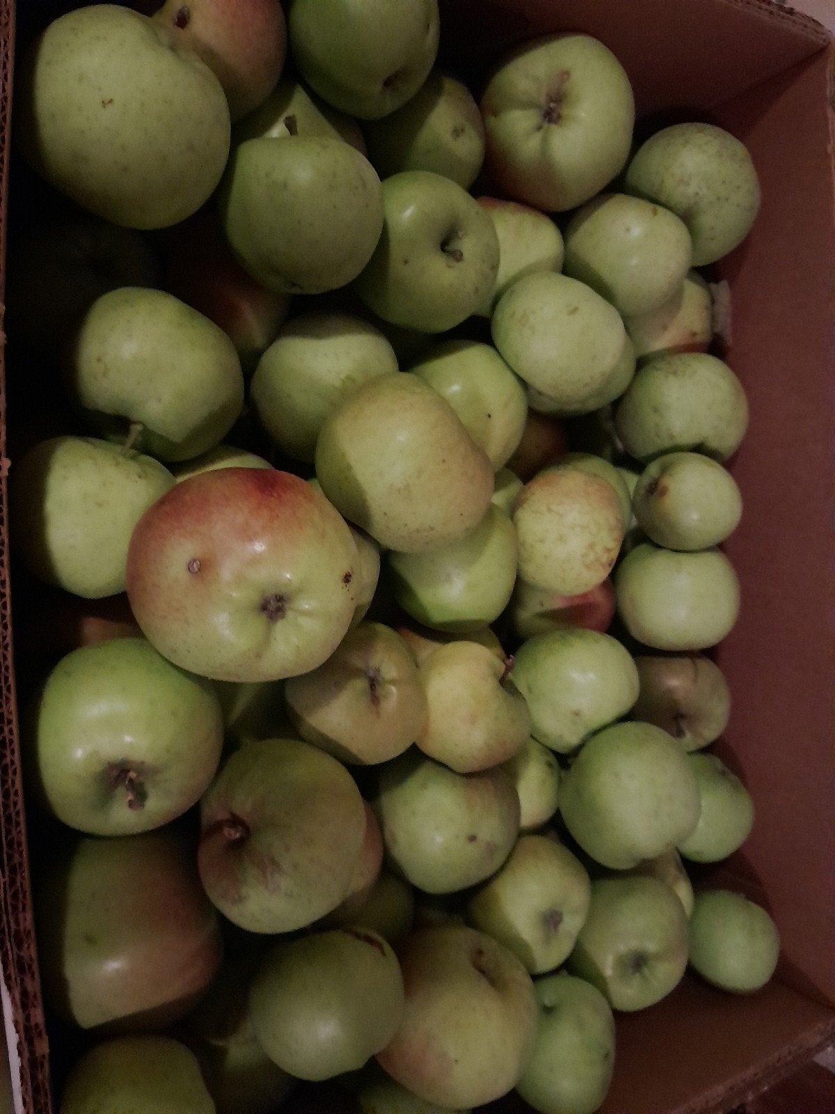 Verse, onbespoten appels  Notarisappel voor cider, Diversen, Ophalen