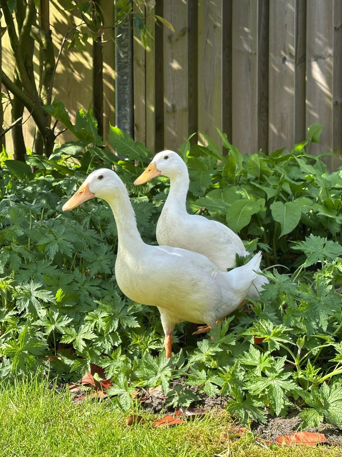 Twee Indische loopeenden, Vrouwelijk, Eend