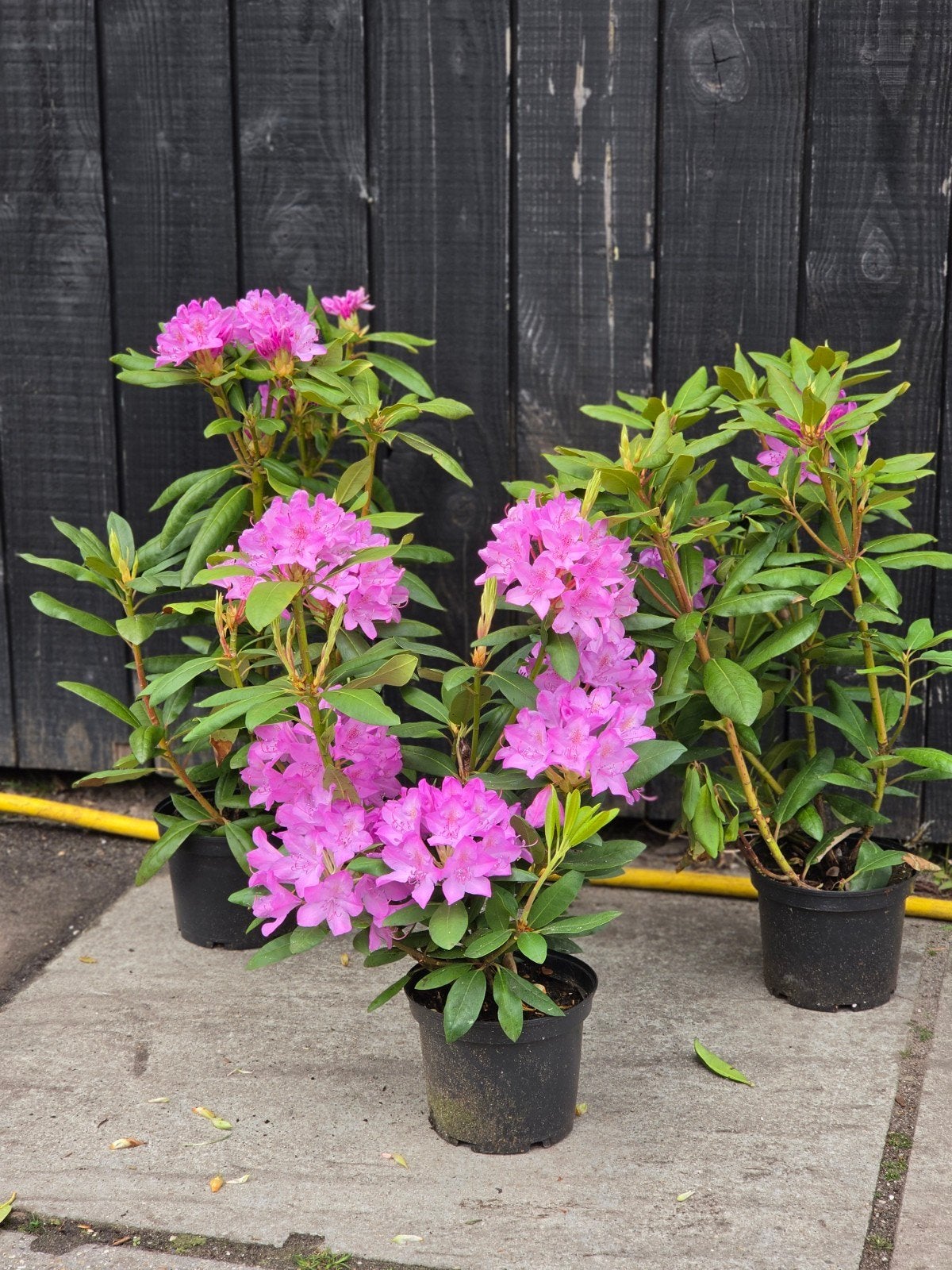 Partij 25 stuks Rhododendron Roseum Elegans 60–70 cm, Ophalen, Rhododendron, Struik, Minder dan 100 cm