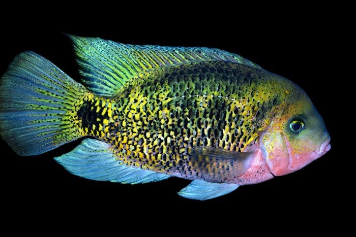 Midden Amerikaanse Cichliden: Oscura heterospila, Dieren en Toebehoren, Vis, Zoetwatervis