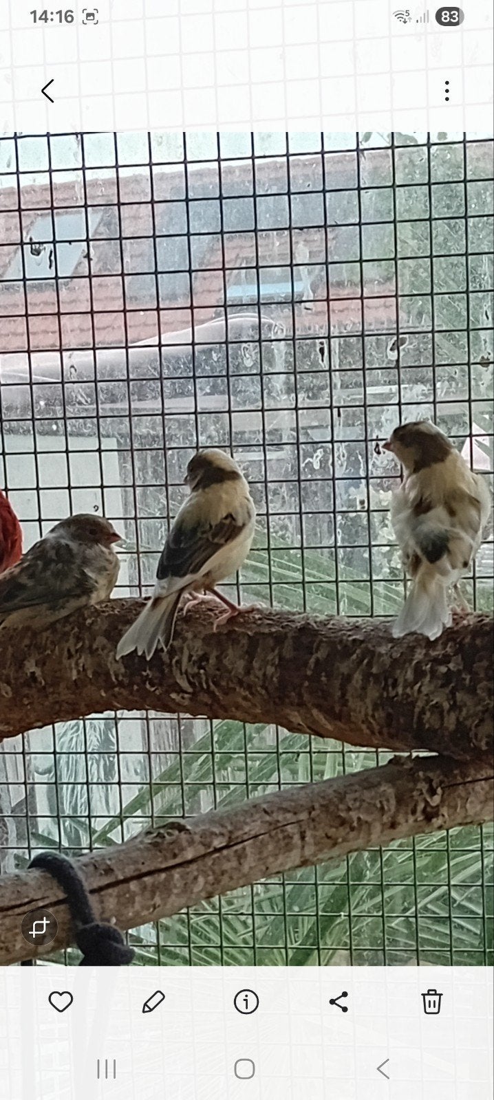 Kanaries, Dieren en Toebehoren, Vogels | Kanaries, Geslacht onbekend, Kleurkanarie