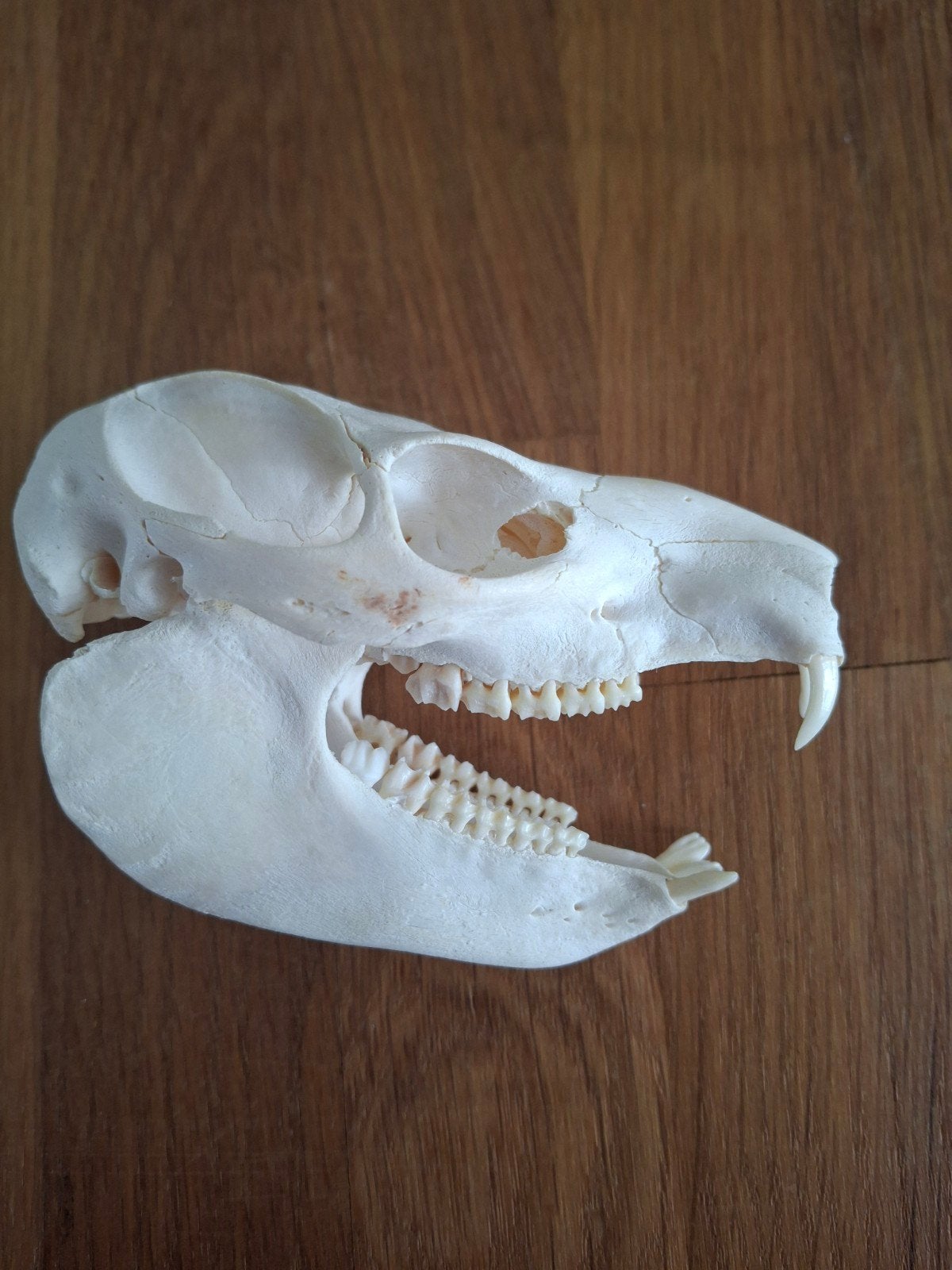 Schedel Kaapse klipdas (Rock Hyrax), Ophalen of Verzenden, Zo goed als nieuw, Schedel