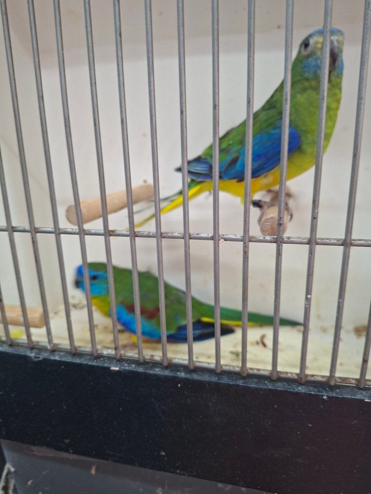 koppel turqusiene, Meerdere dieren, Parkiet