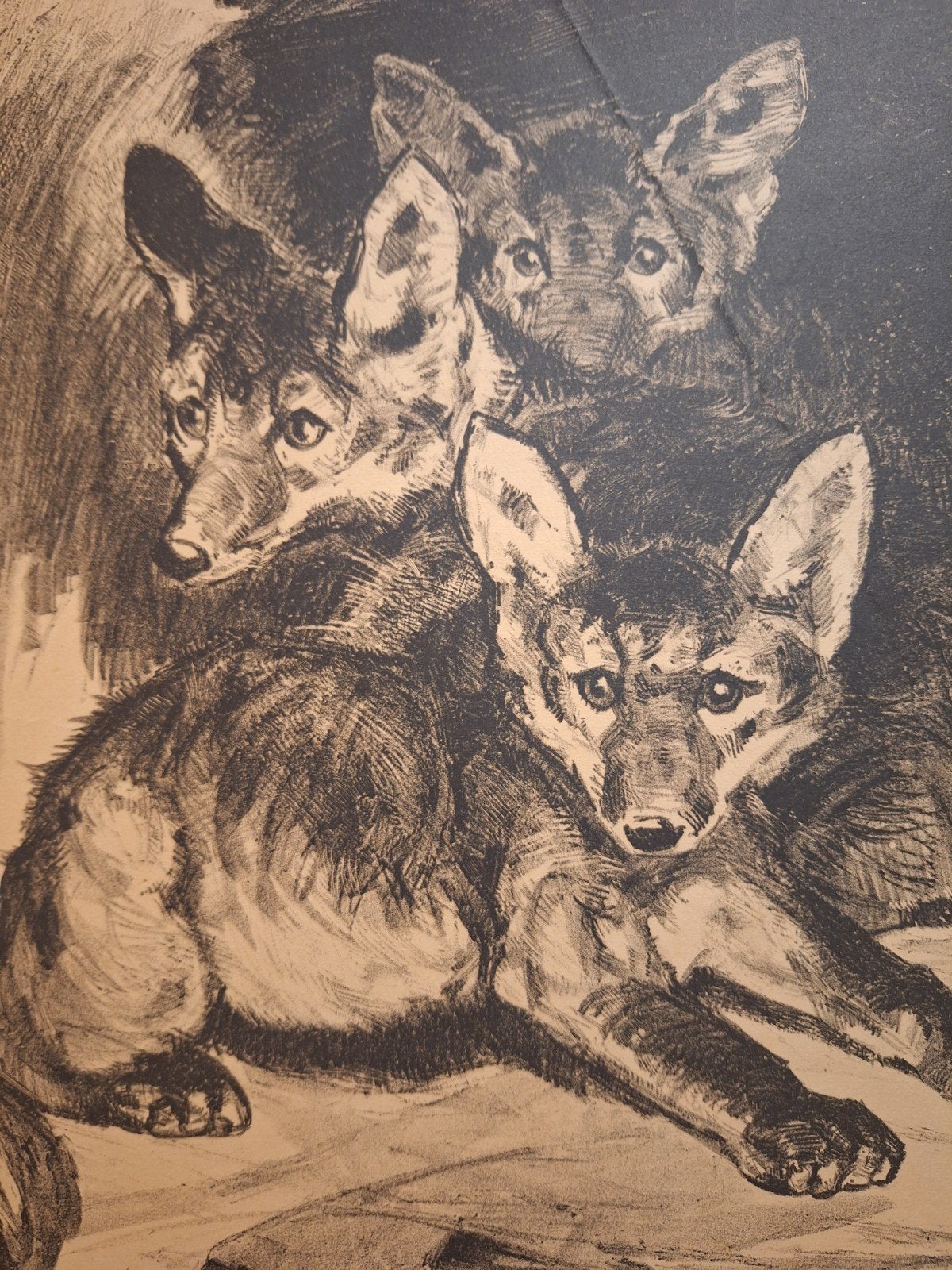 Lithografie Jonge Vosjes - C.J. Mension, Ophalen of Verzenden, Lithografie, 1900 - 1949, Flora en Fauna