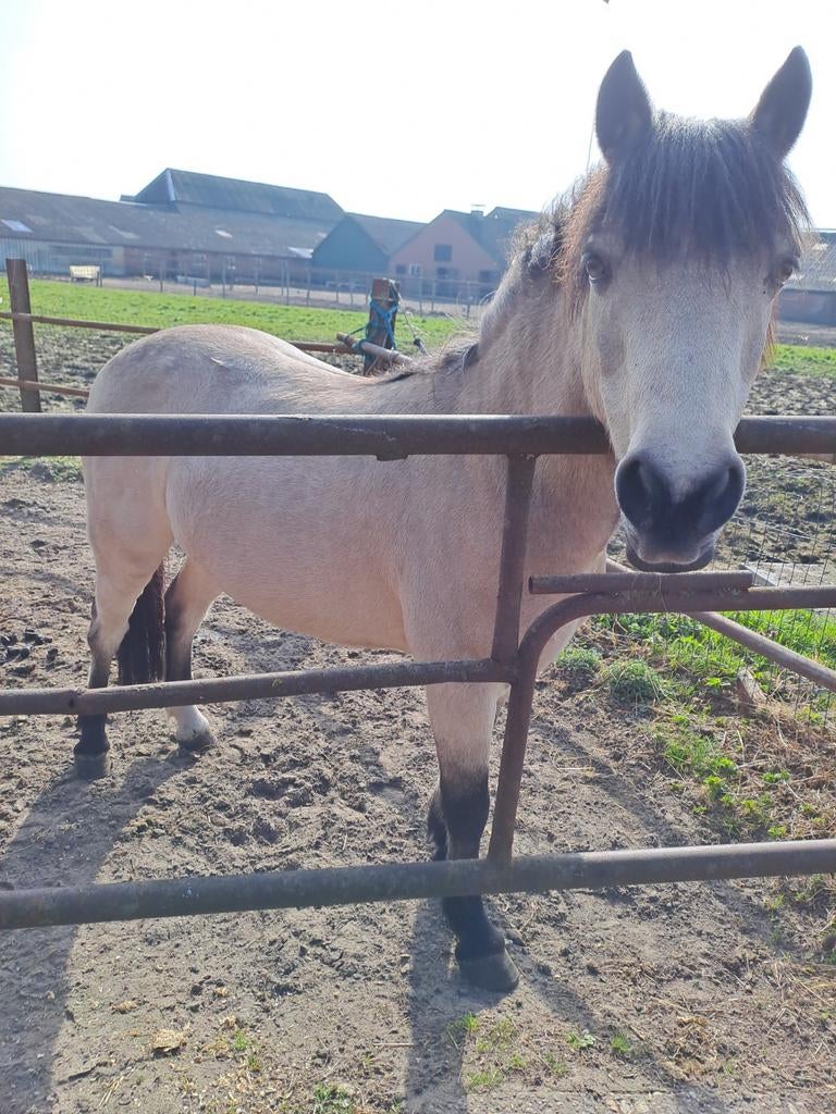 Leuke fanatieke menpony, Dieren en Toebehoren, Ruin, C pony (1.27m tot 1.37m), Gechipt, 11 jaar of ouder