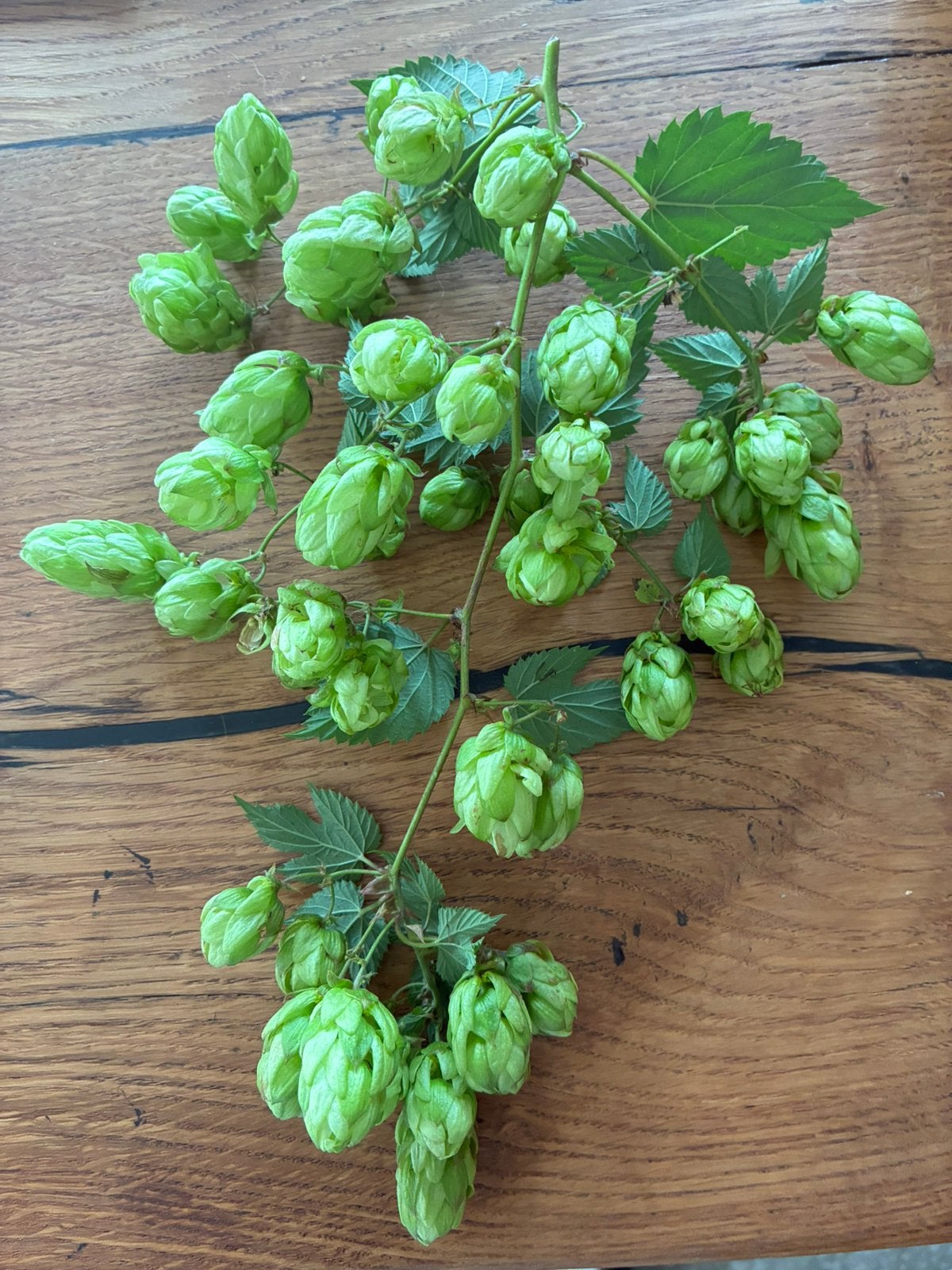 Natuurlijk gedroogde HOP trossen, Ophalen, Nieuw