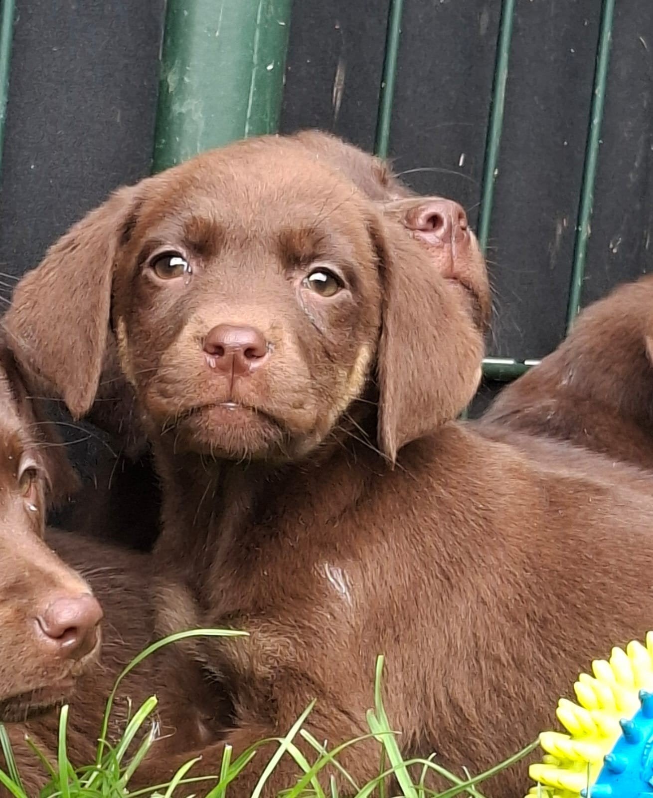 Golden Retriever pups   x  kruising, Dieren en Toebehoren, Honden | Retrievers, Spaniëls en Waterhonden, Meerdere dieren, Overige rassen