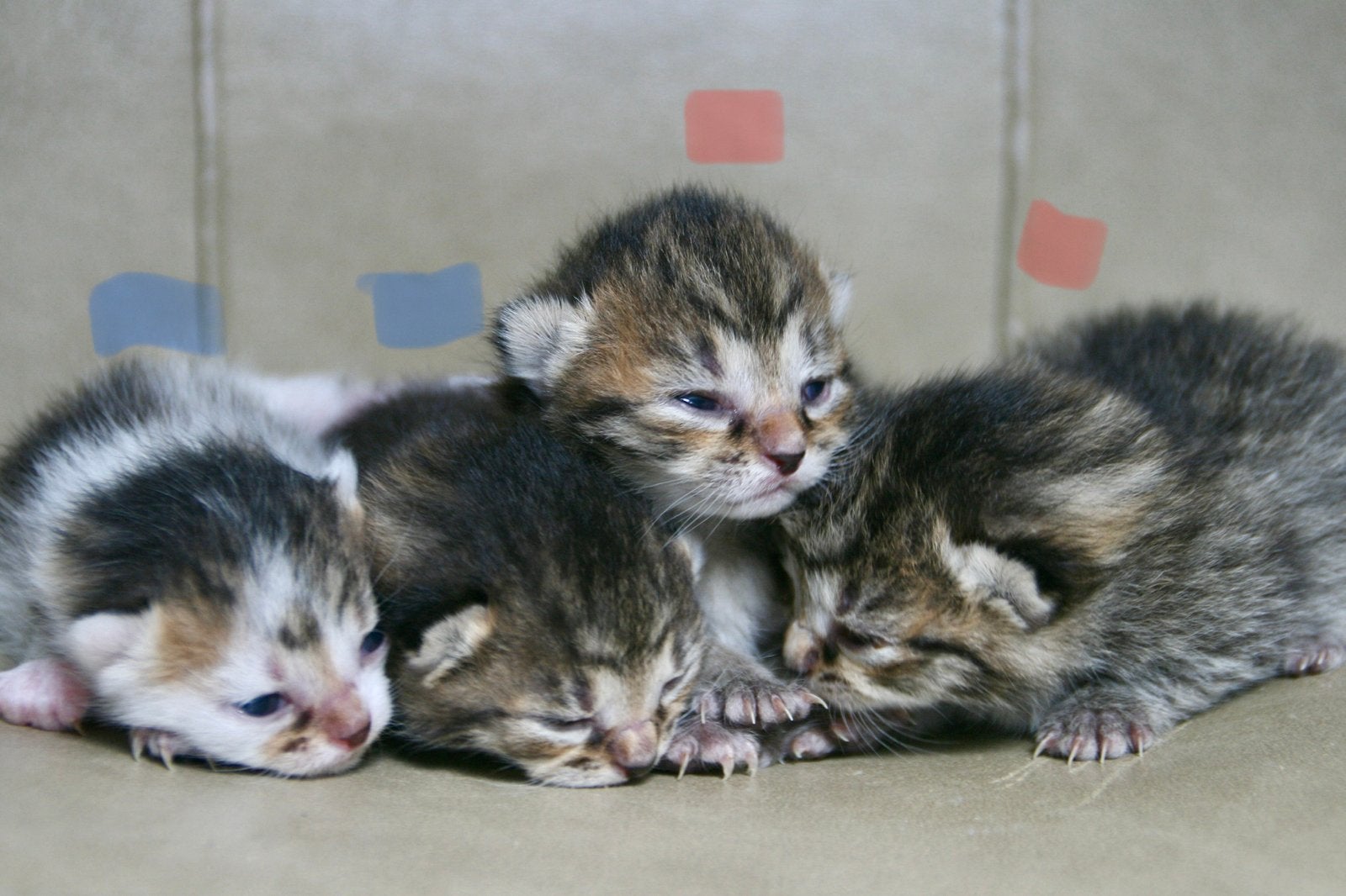 Europese korthaar kittens (Tabby en bi-color Tabby), Meerdere dieren