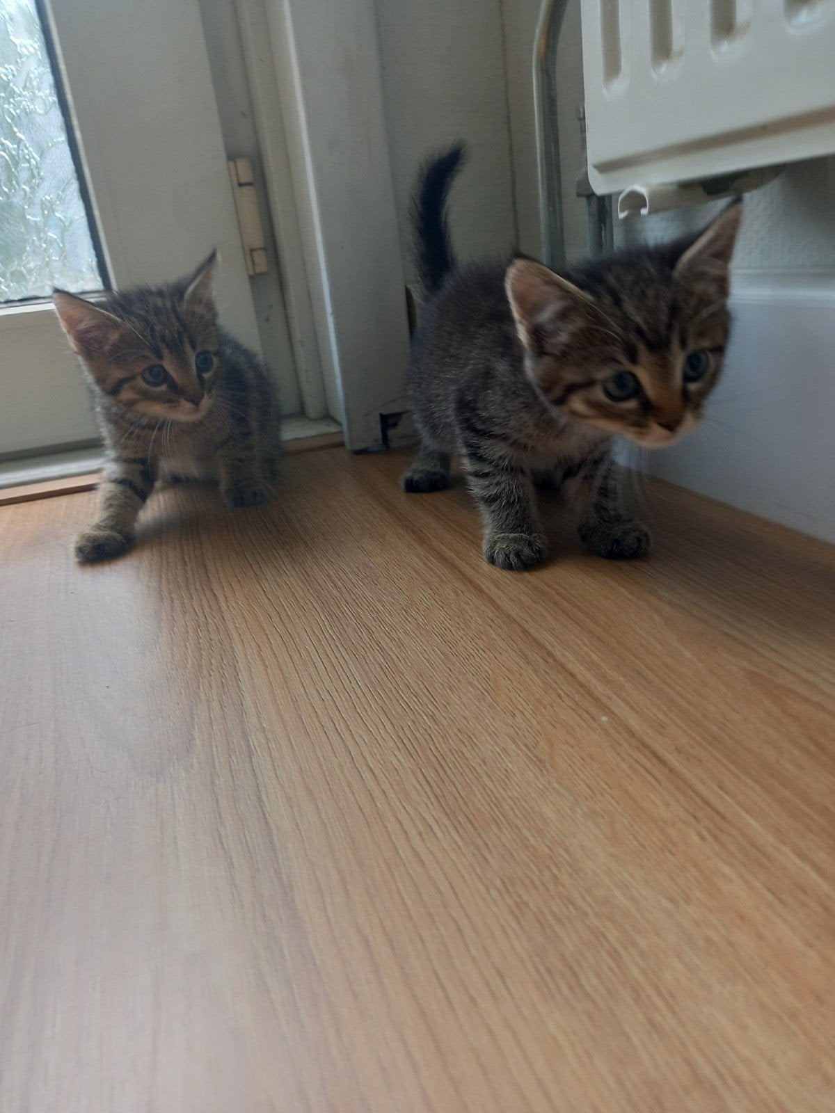 Mooiste kittens ️❤️, Meerdere dieren, Kortharig, 0 tot 2 jaar