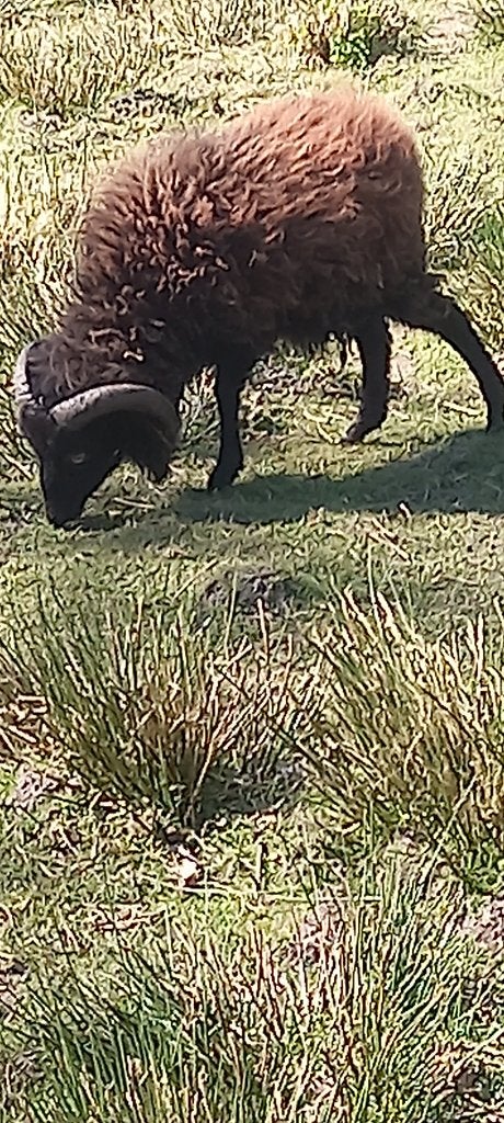 Ouessants of quessants ooien, rammetjes, Dieren en Toebehoren, Meerdere dieren, Schaap, 0 tot 2 jaar