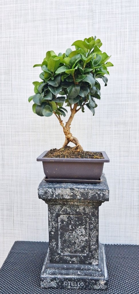 1 Liguster Bonsai - Ligustrum Japonicum Rotundifolium, In pot, Halfschaduw, Minder dan 100 cm, Zomer