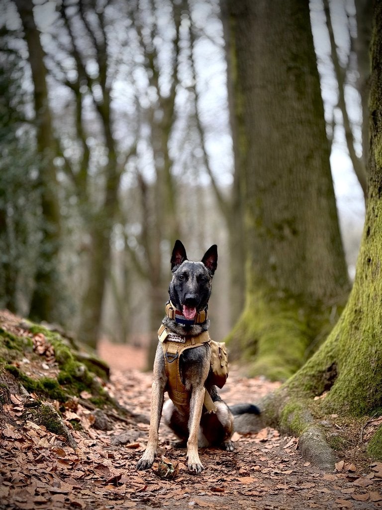 Dekreu grijze Mechelse herder, Reu, 1 tot 2 jaar, Parvo, Eén hond