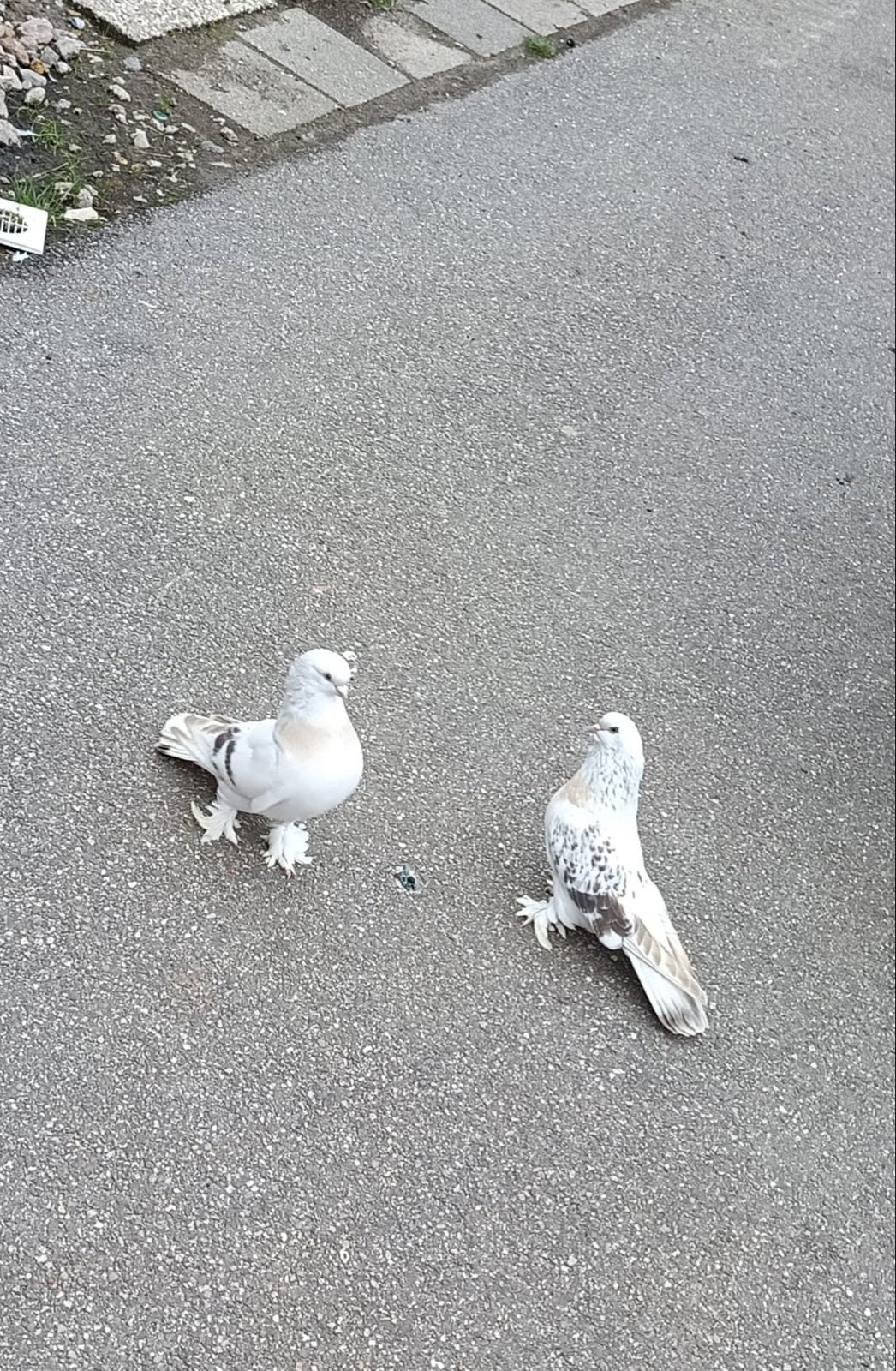 Duiven, Dieren en Toebehoren, Vogels | Duiven, Meerdere dieren, Overige soorten