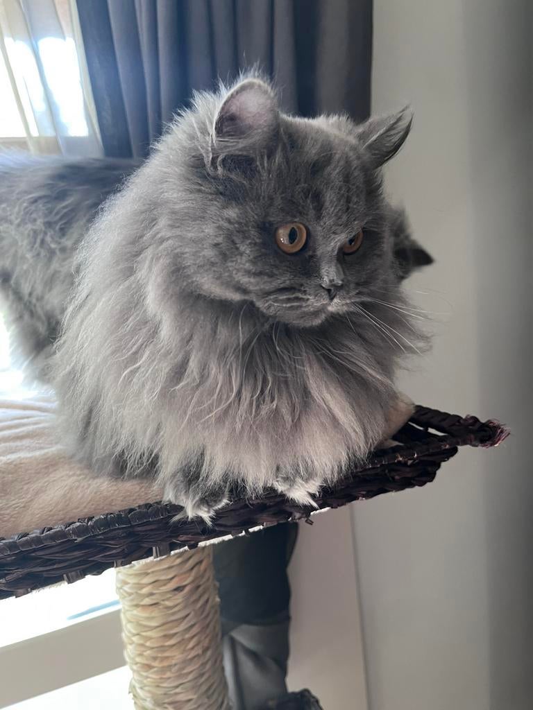 Grijze Britse langhaar 9 maanden poes/vrouwtje, Poes, Ontwormd, 0 tot 2 jaar