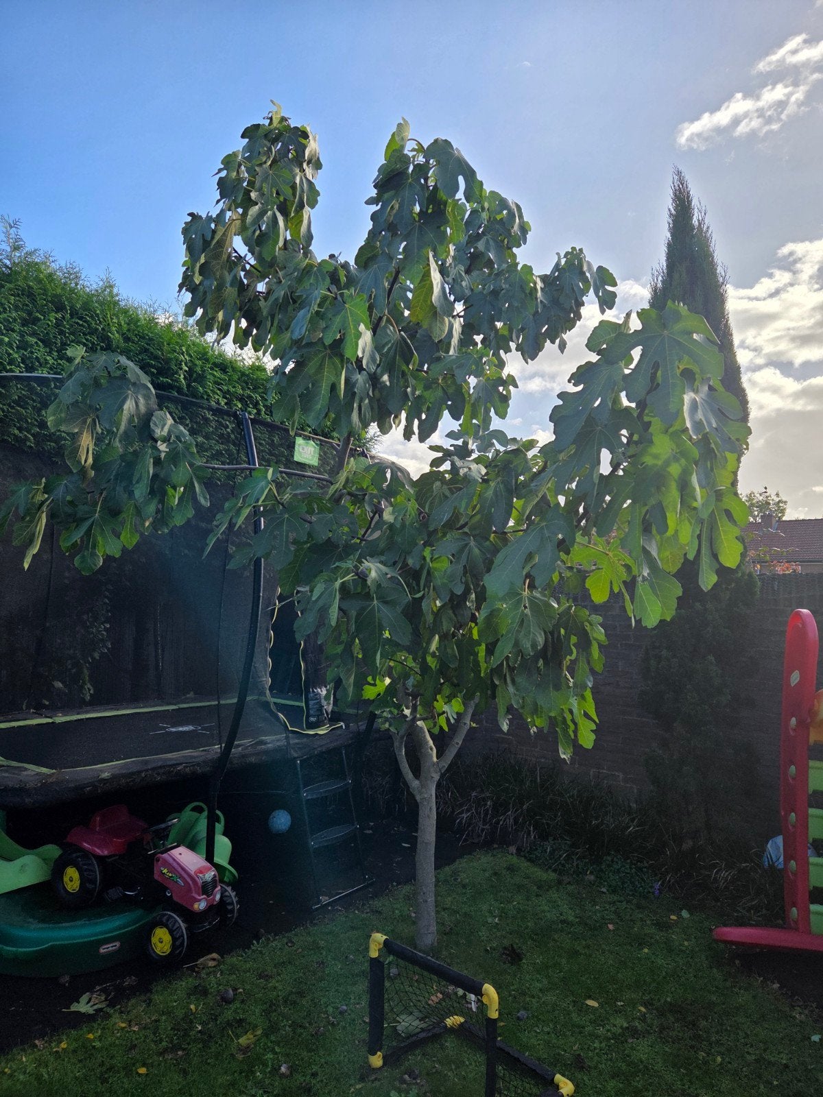 Grote mooie vijgenboom te koop +/- 3,5/4 meter, Tuin en Terras, Bloeit niet, Overige soorten, 250 tot 400 cm, Ophalen