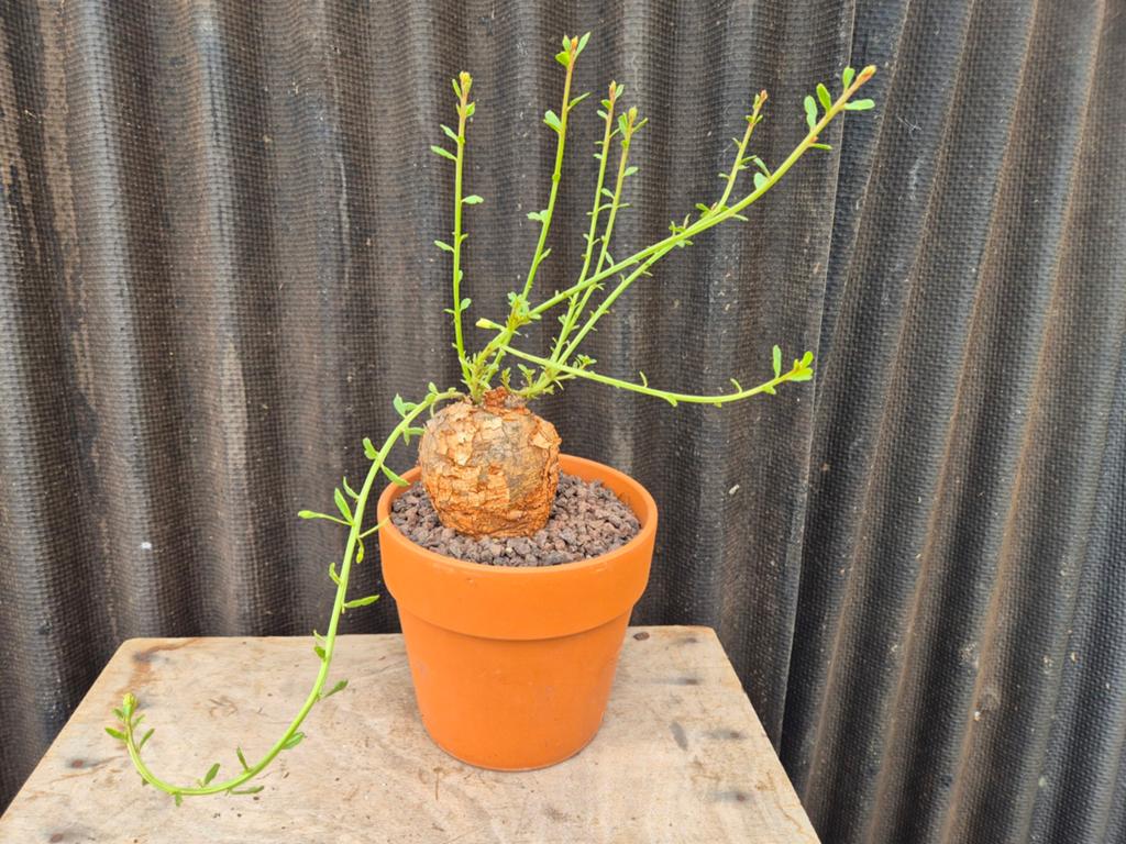 Caudex Talinum Caffrum p20 (2), Ophalen of Verzenden, Halfschaduw, Minder dan 100 cm