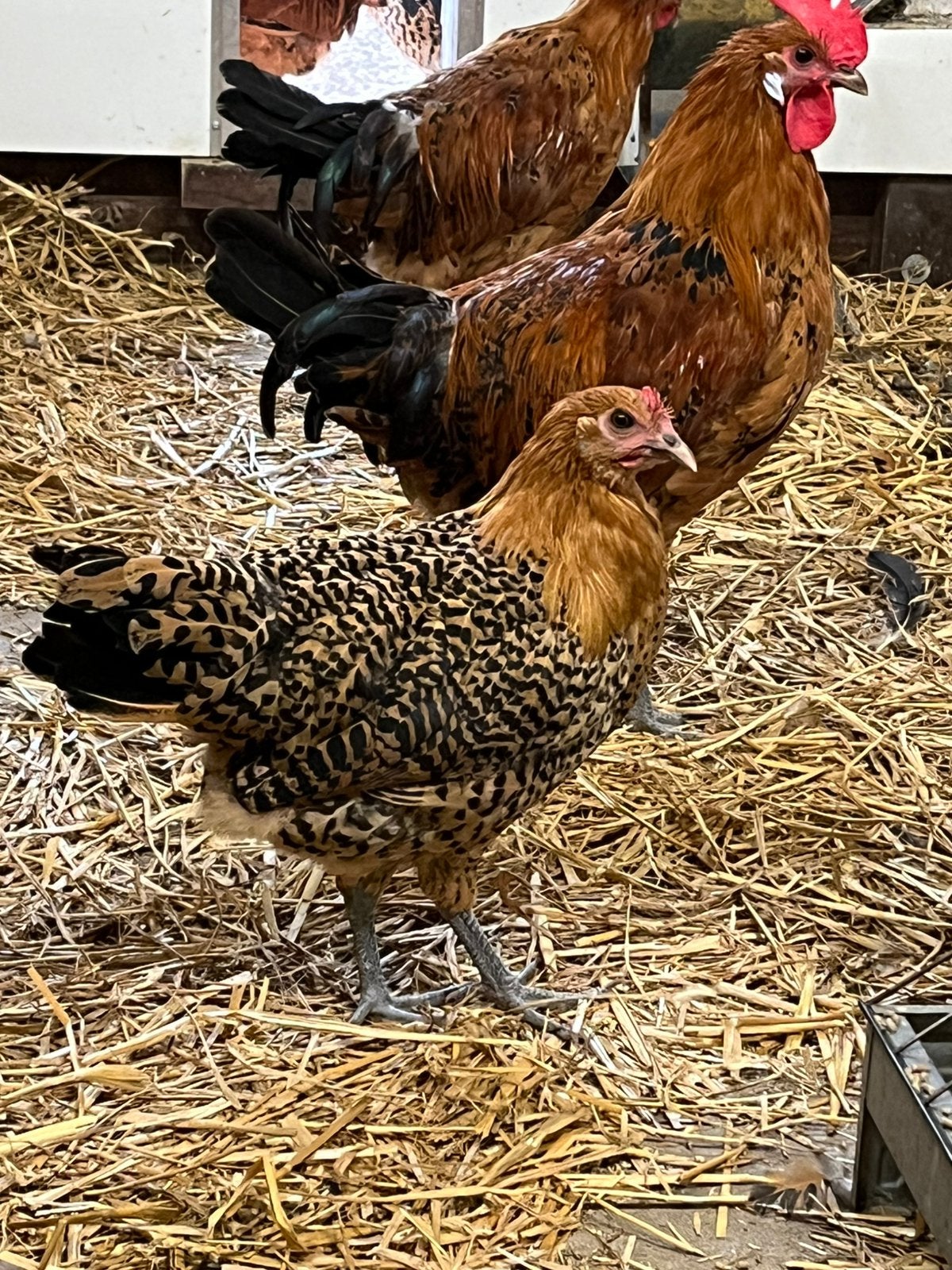 Groninger meeuw groot goudpel, Meerdere dieren, Kip
