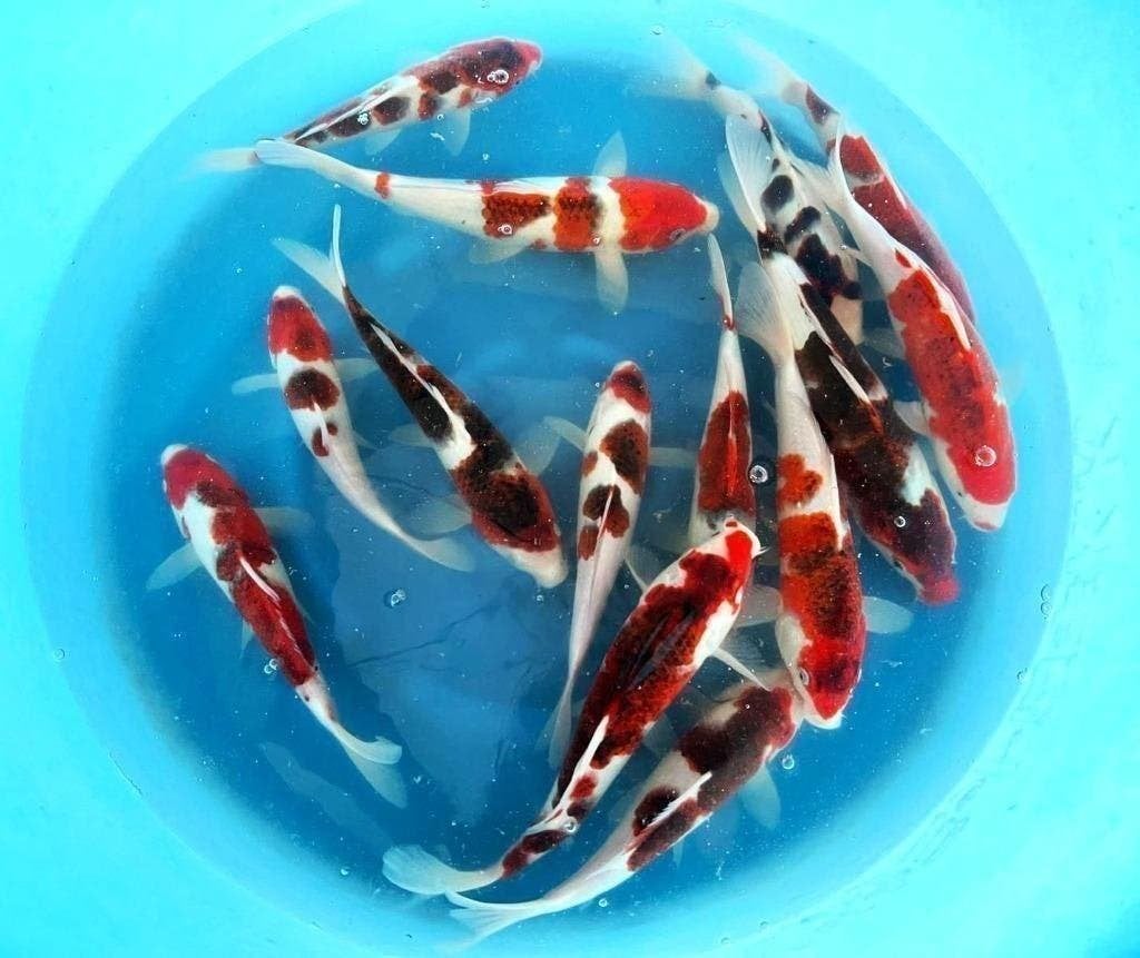 Japankoi, Goromo, kohaku, sanke, showa, ochiba, ki utsuri., Dieren en Toebehoren, Vissen | Vijvervissen, Karper of Koi