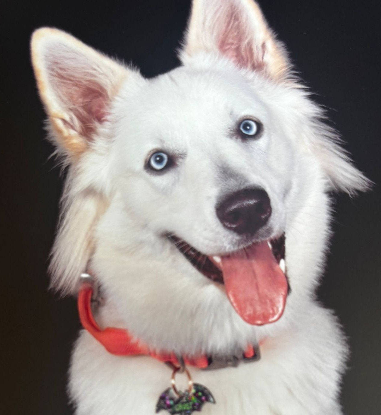 Witte herder x husky, Teef, Eén hond, 3 tot 5 jaar, Nederland