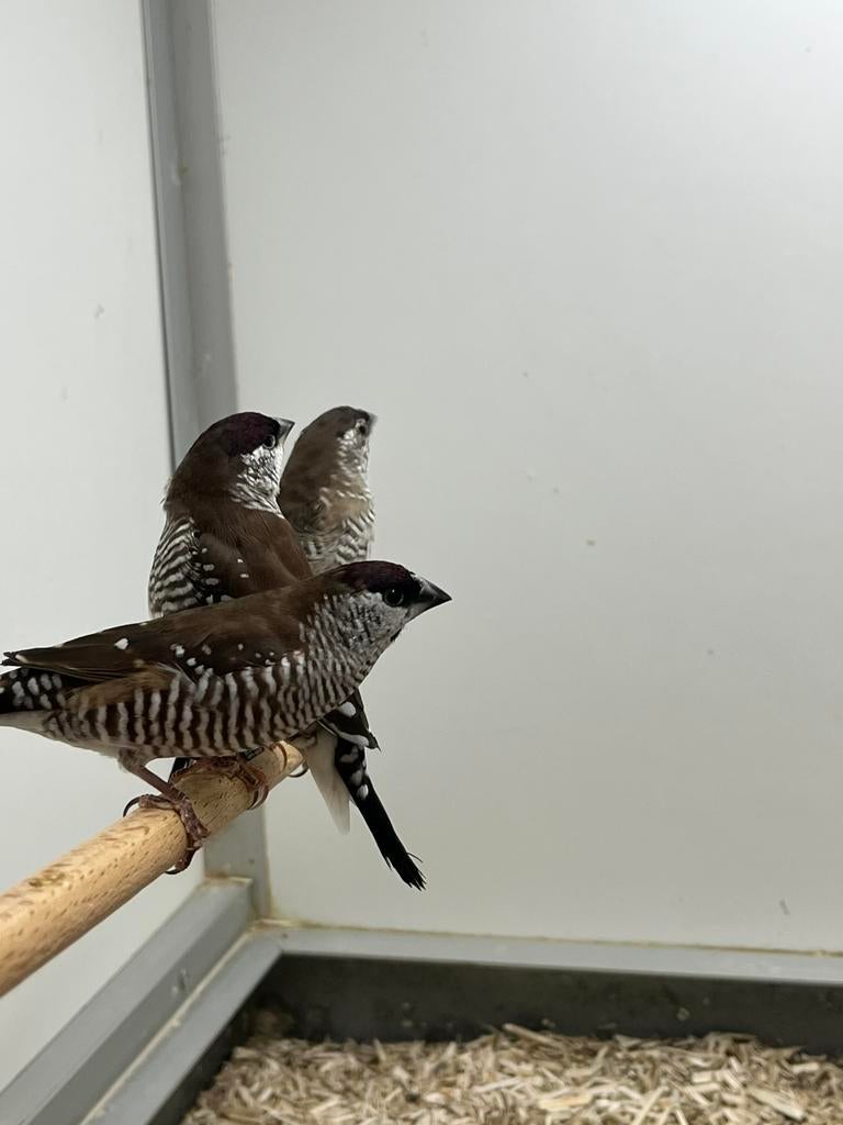 2-0 CeresAmadine, Meerdere dieren, Tropenvogel, Geringd
