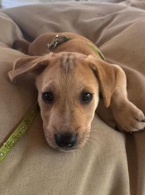 URGENT - Wie redt Milo uit Sri Lanka?, Dieren en Toebehoren, Honden | Niet-rashonden, Particulier, Reu, 8 tot 15 weken, Buitenland