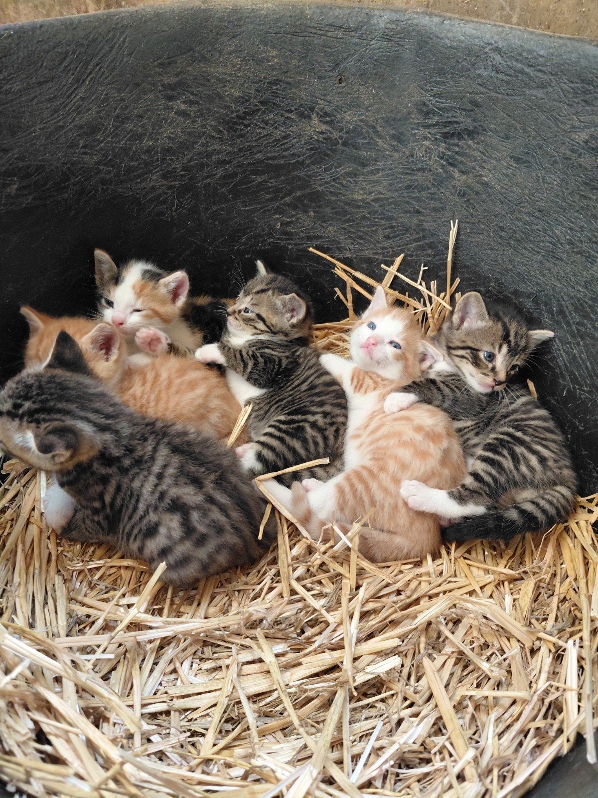6 Leuke boerderij kittens, Dieren en Toebehoren, Meerdere dieren, Kortharig, 0 tot 2 jaar