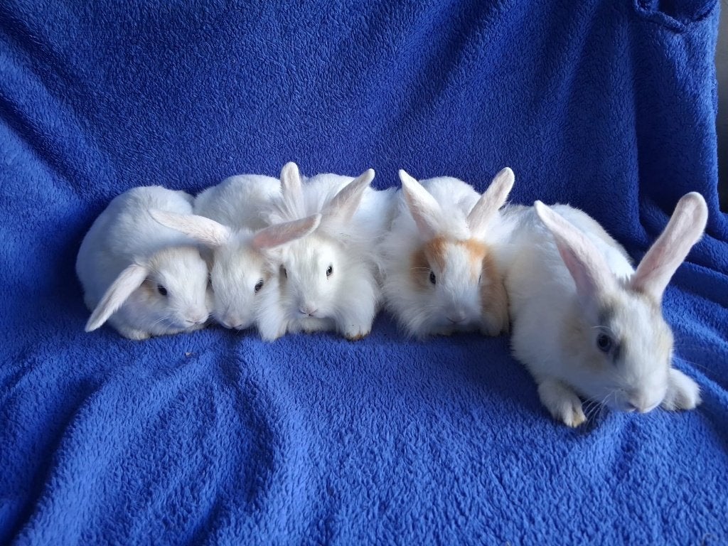Lieve konijntjes – 8/10 weken – Klaar voor een nieuw thuis, Dieren en Toebehoren, Konijnen, Meerdere dieren, Klein, 0 tot 2 jaar