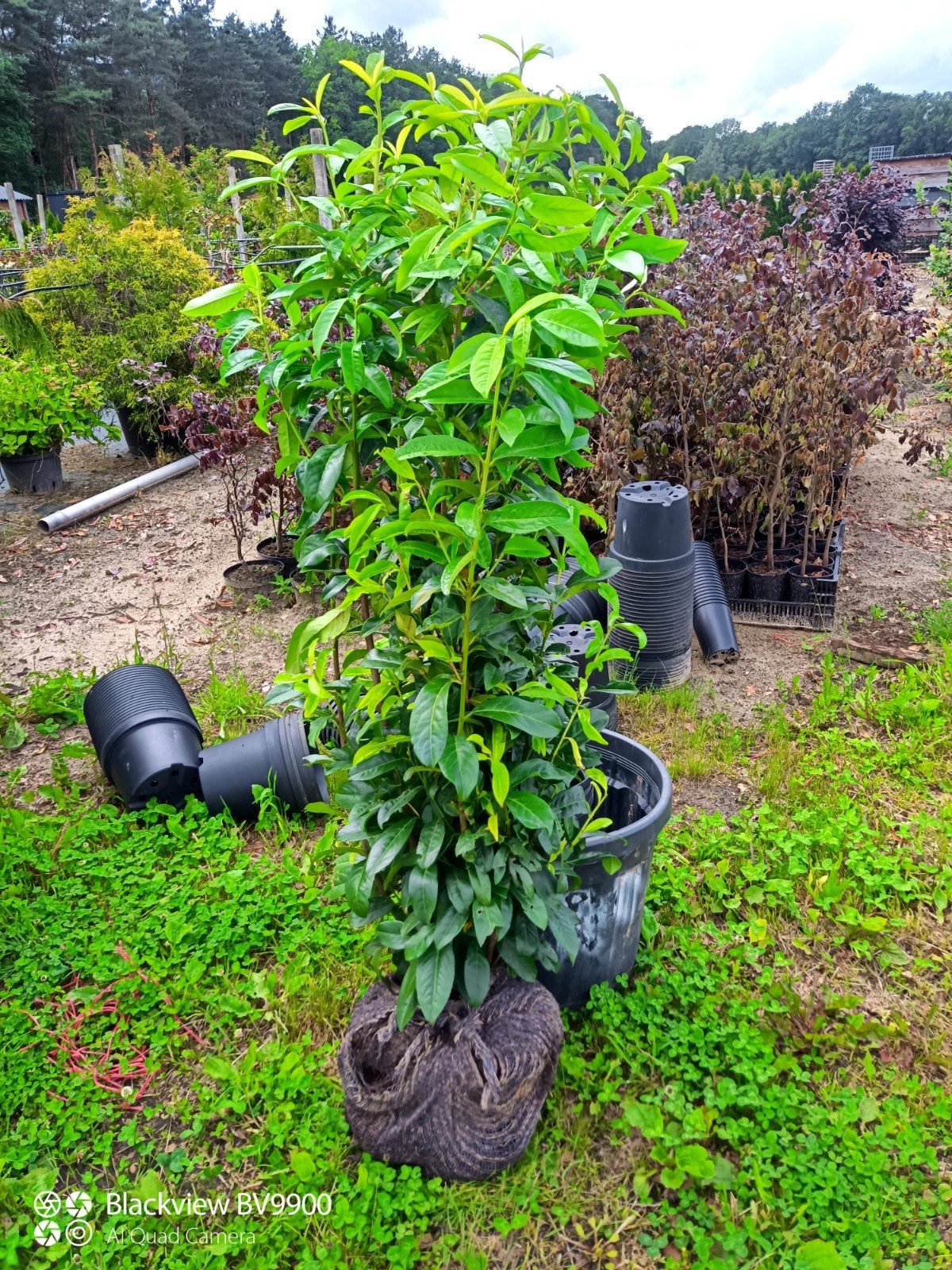 35 Prunus genolia smal blijvende laurier struiken 125cm, Tuin en Terras, Planten | Struiken en Hagen, Ophalen of Verzenden, Laurier
