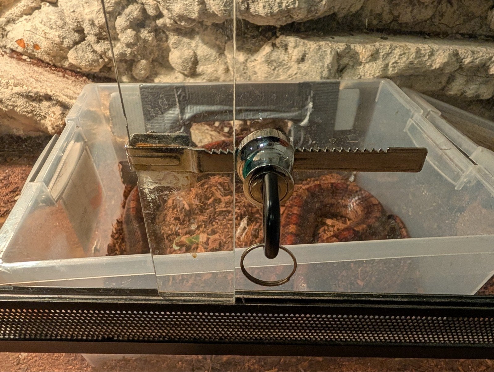 Volwassen Rattenslang met groot terrarium Rat Snake photo 3