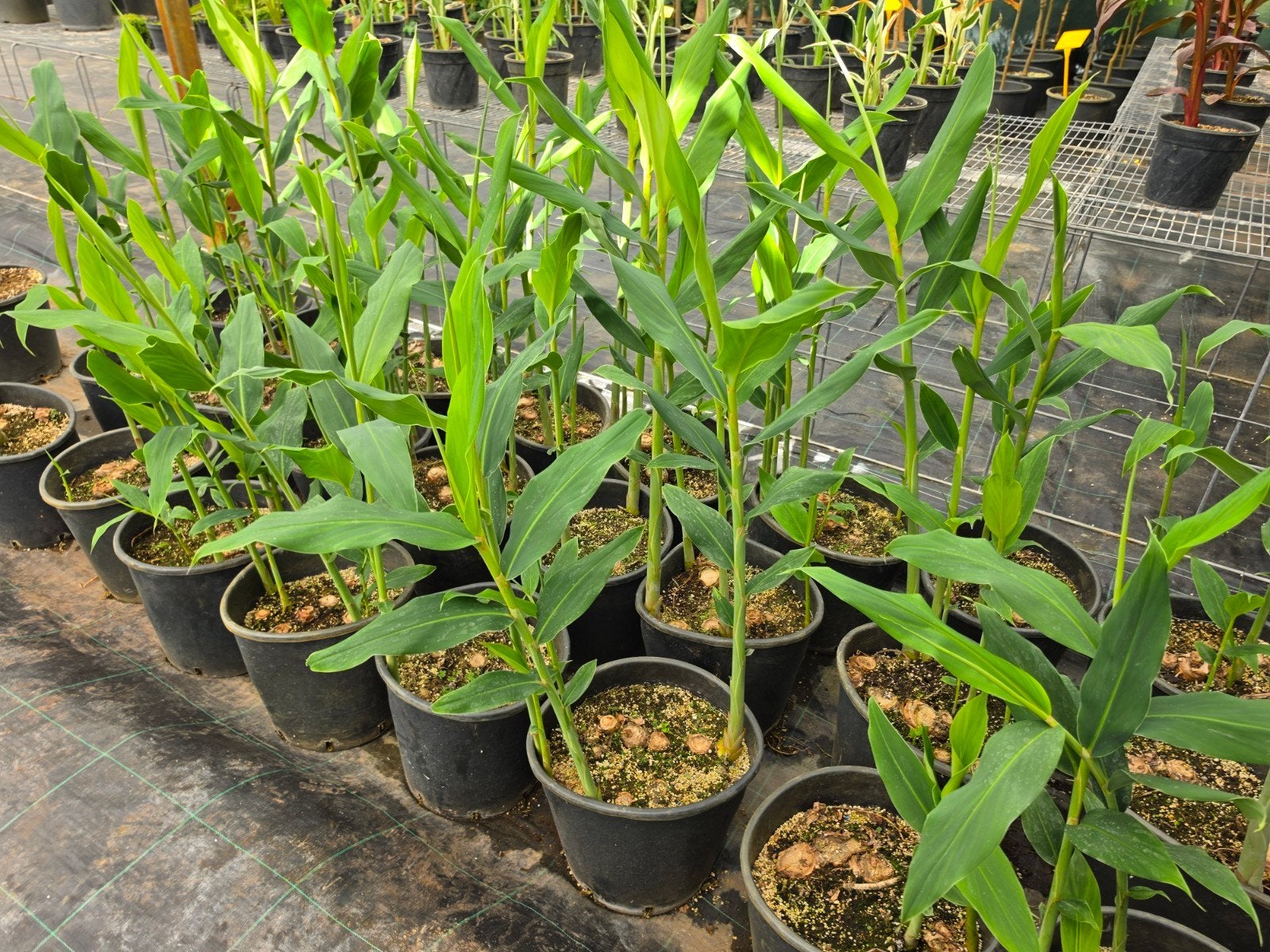 Hedychium aurantiacum, Ophalen, Overige soorten, Volle zon