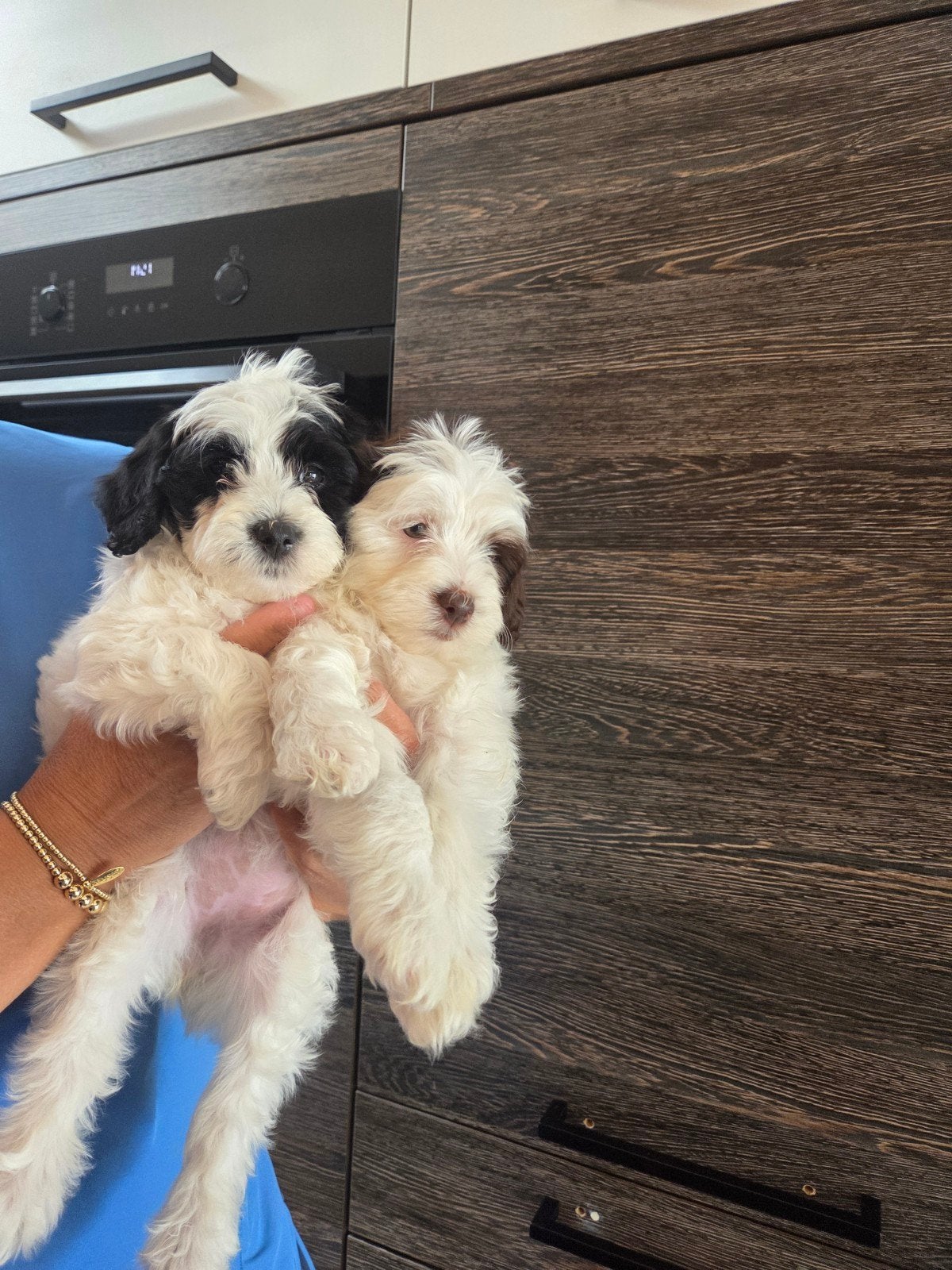 Pups te koop, Overige rassen, 8 tot 15 weken, Parvo, Meerdere