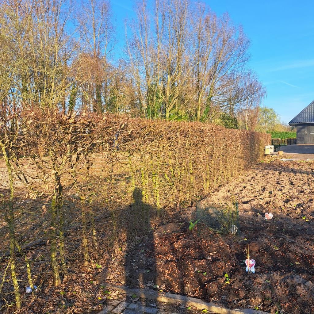 Beukenhaag, Tuin en Terras, Ophalen, Beukenhaag, 100 tot 250 cm