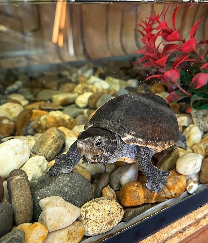 Koppeltje muskus schilpadden+ voer (bezorgen mogelijk), Dieren en Toebehoren, Slang, 0 tot 2 jaar