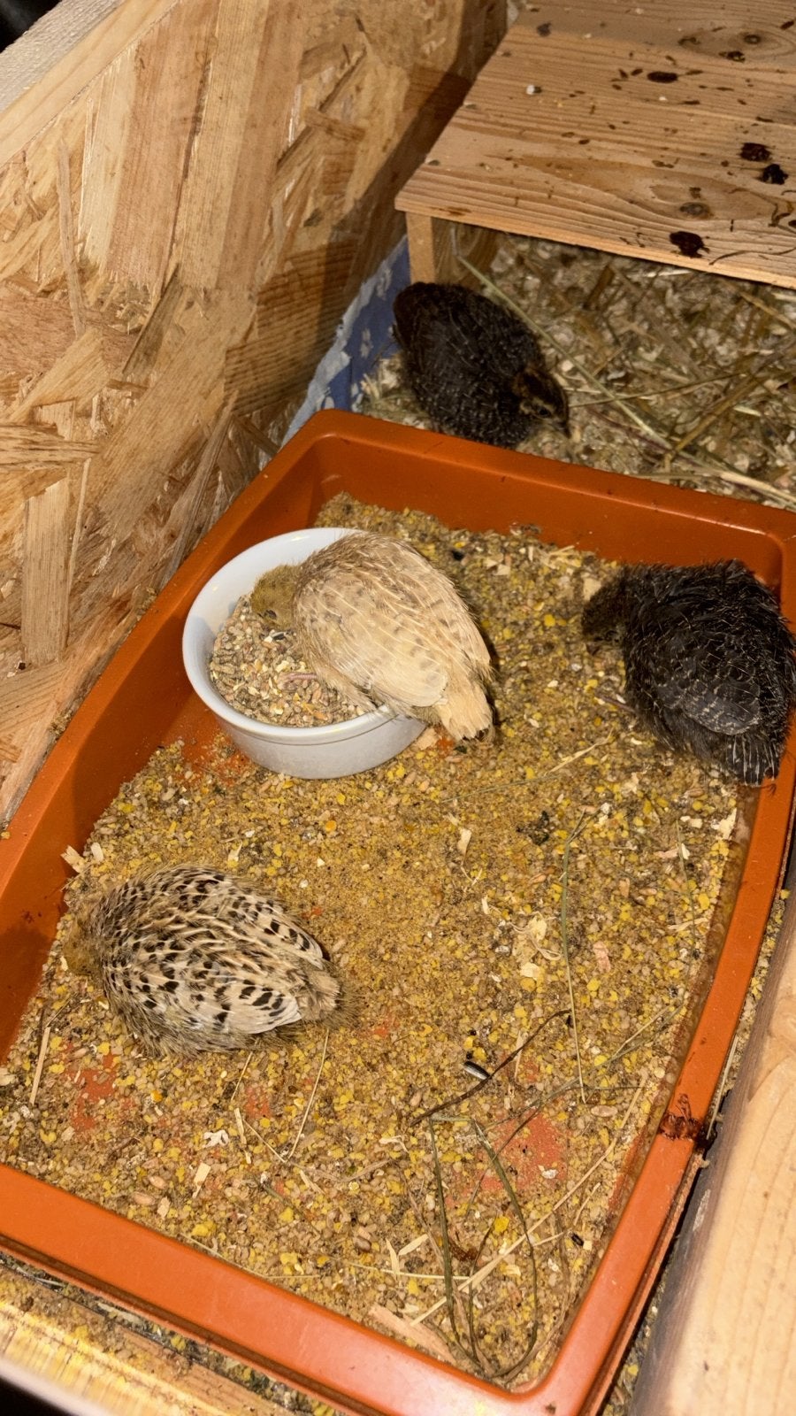Japanse Kwartel eitjes te koop, Meerdere dieren, Overige soorten