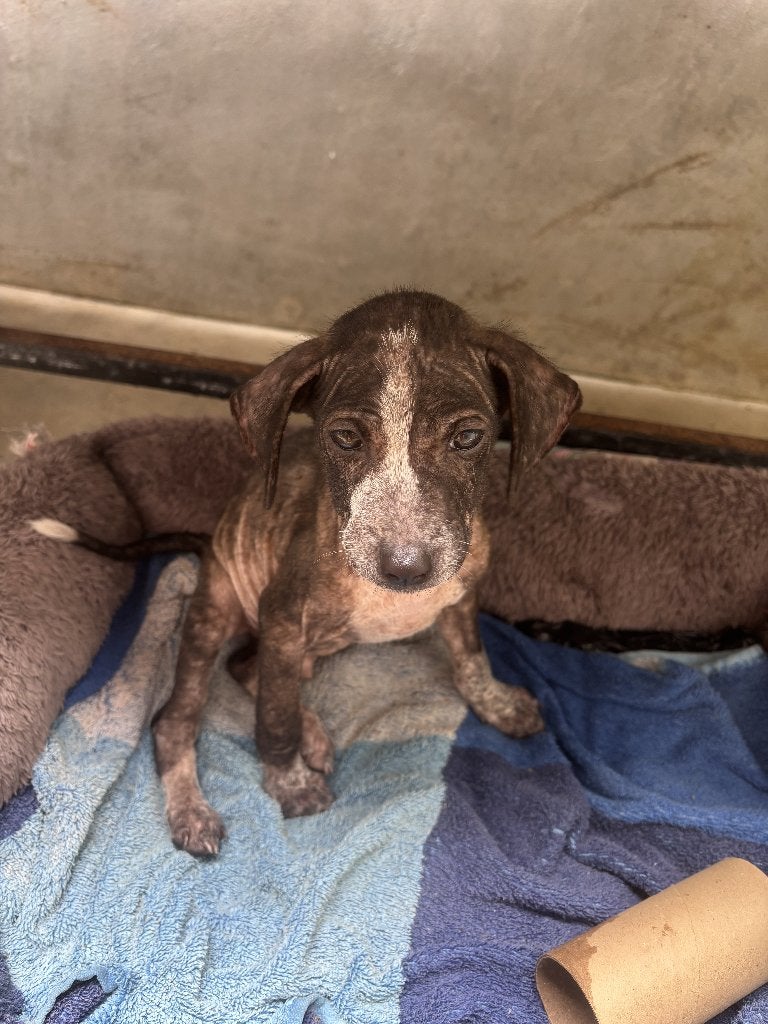 Hero, jonge hond, zoekt huis, Dieren en Toebehoren, Particulier, 15 weken tot 1 jaar, Reu, Buitenland