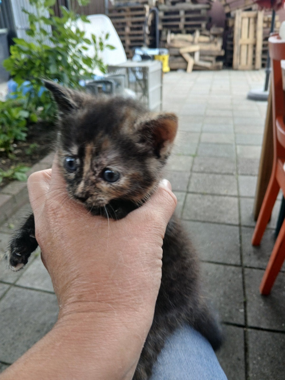 3 kittens nog 1 te koop.