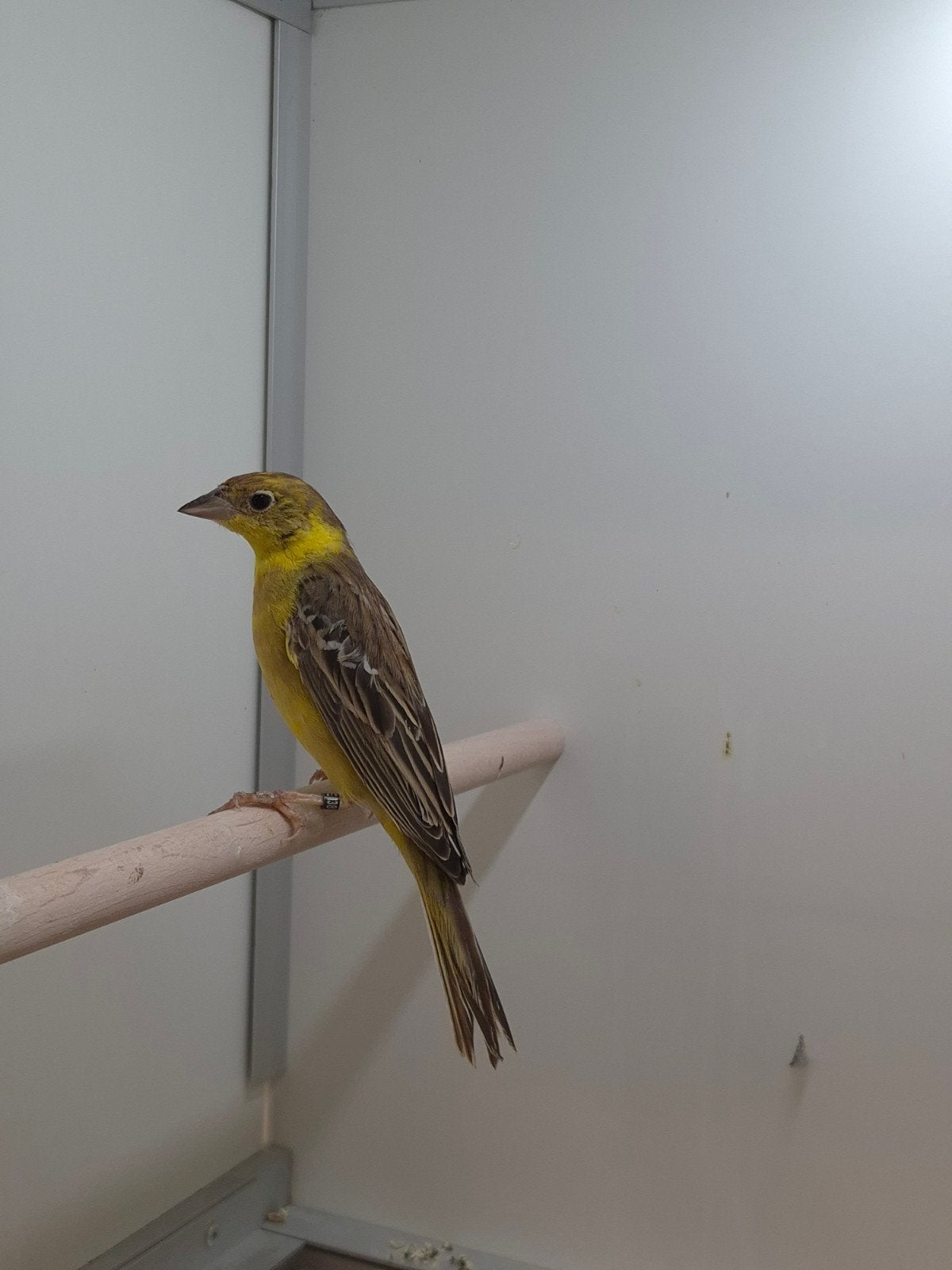 Zwartkop gors, Vrouwelijk, Wildzangvogel, Geringd