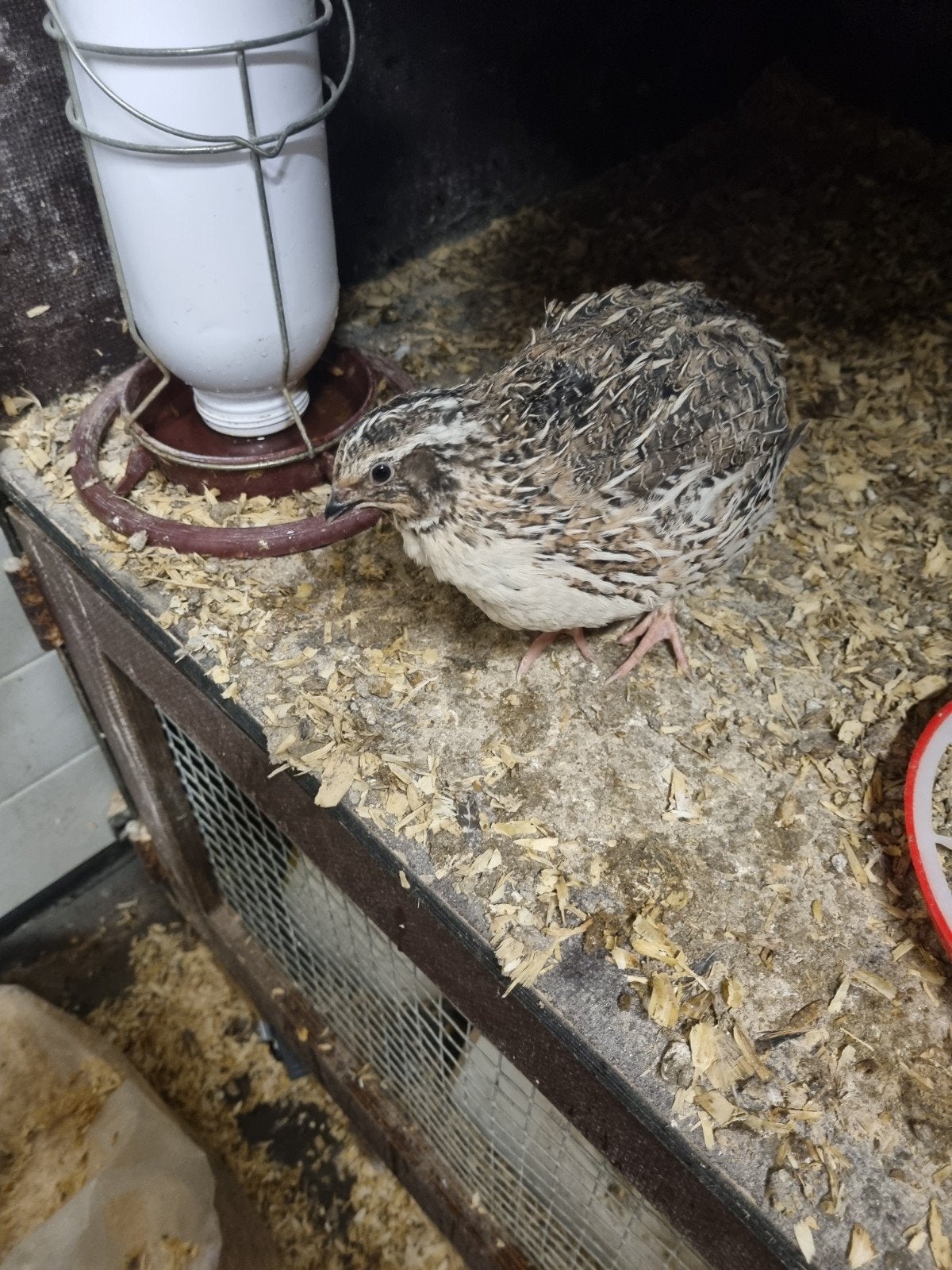 kwartels haantjes, Dieren en Toebehoren, Mannelijk, Overige soorten