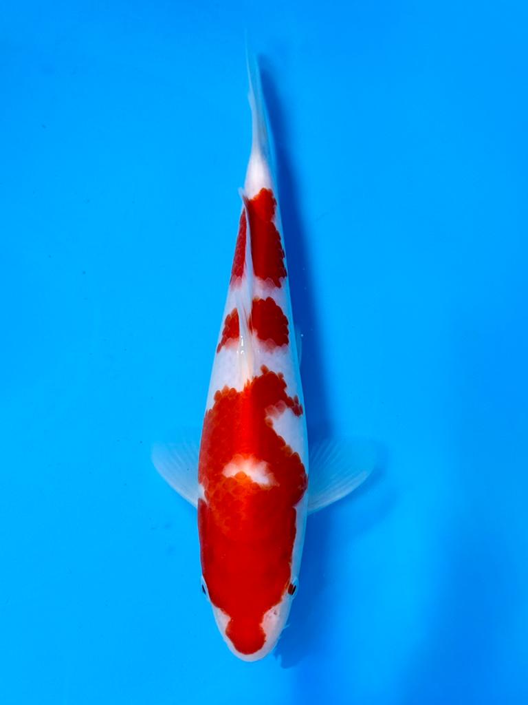 Kohaku 20-25cm Kawakami Japanse koi, Karper of Koi